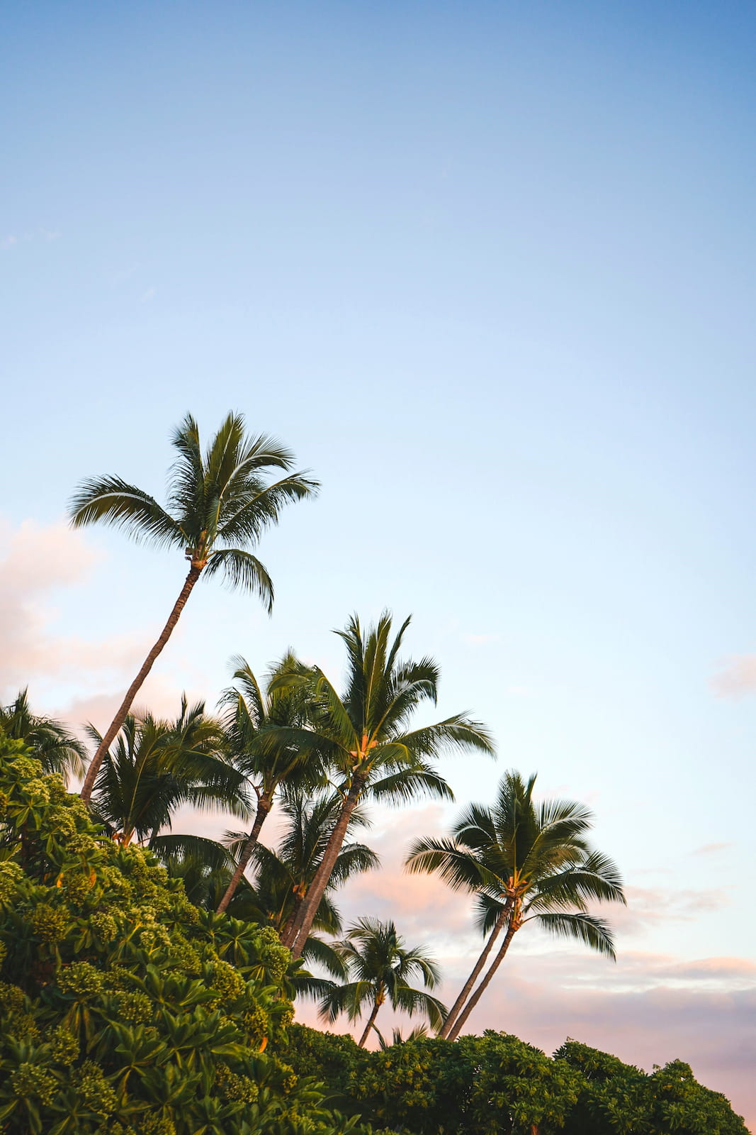 The Big Island could be the best Hawaiian island to visit for nature. View of palm trees at sunset on the Island of Hawaii, one of the best Hawaiian Islands to visit