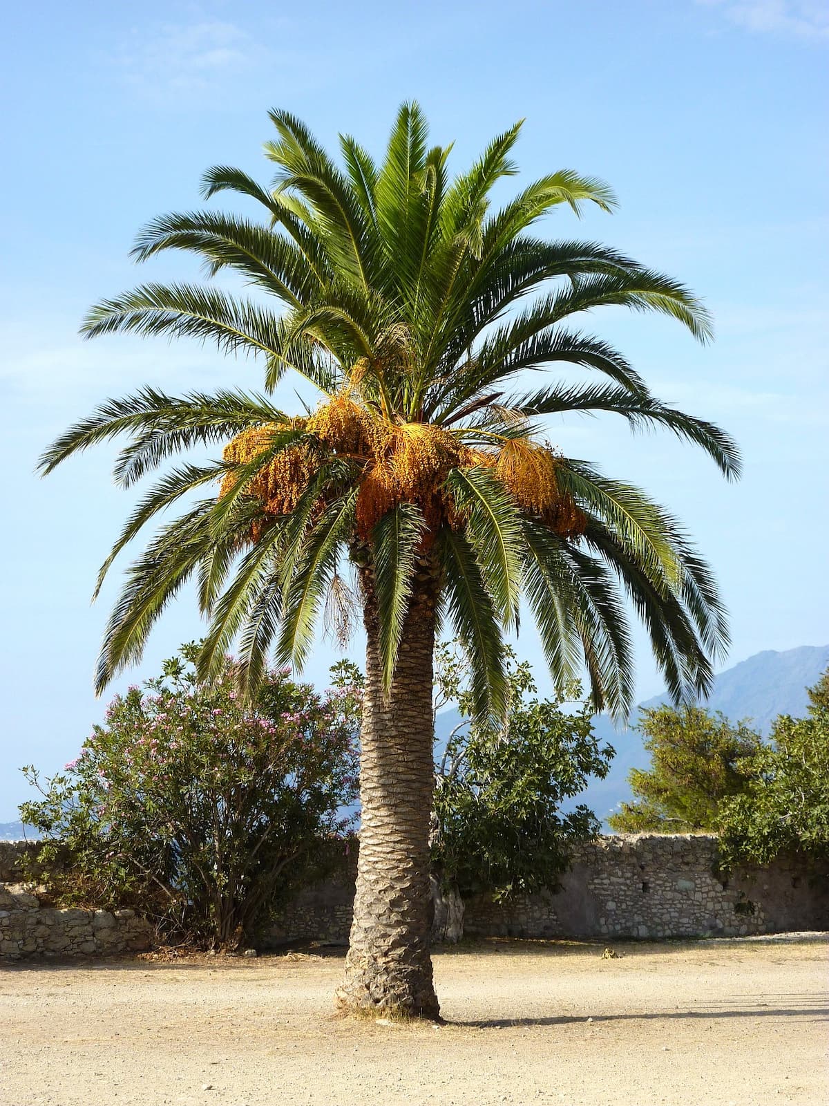 The palm trees of Bordighers Mediterranean palm tree, Bordighera, Italian Riviera
