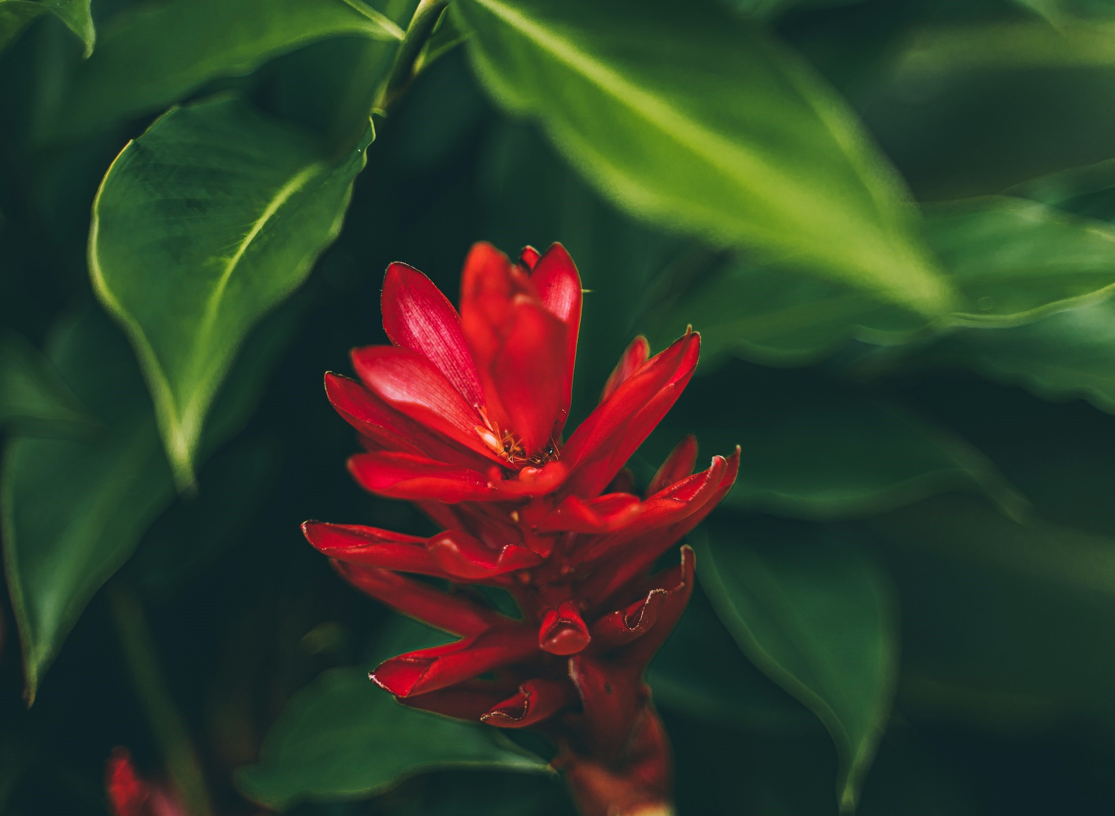 Kauai is one of the best places to visit in hawaii for a natural escape. It's called "The Garden Isle" for good reason. Indigenous red flower on the island of Kauai, Hawaii