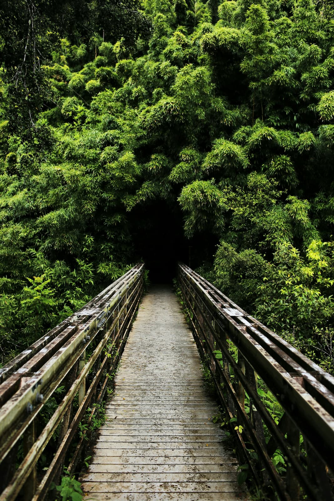 Best Hawaii island to visit if you're a couple? Maui is your answer. Old wooden bridge leading into a tunnel of trees on Maui, Hawaii