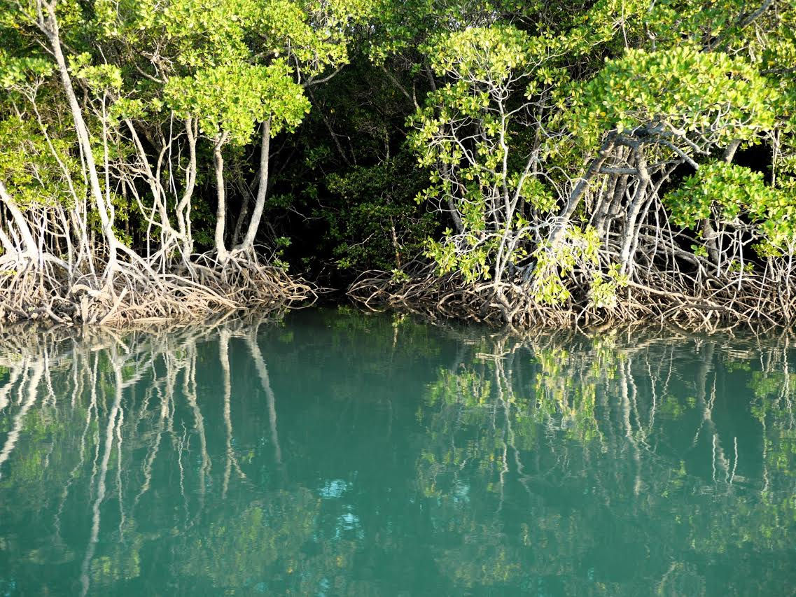 River in Cape Tribulation