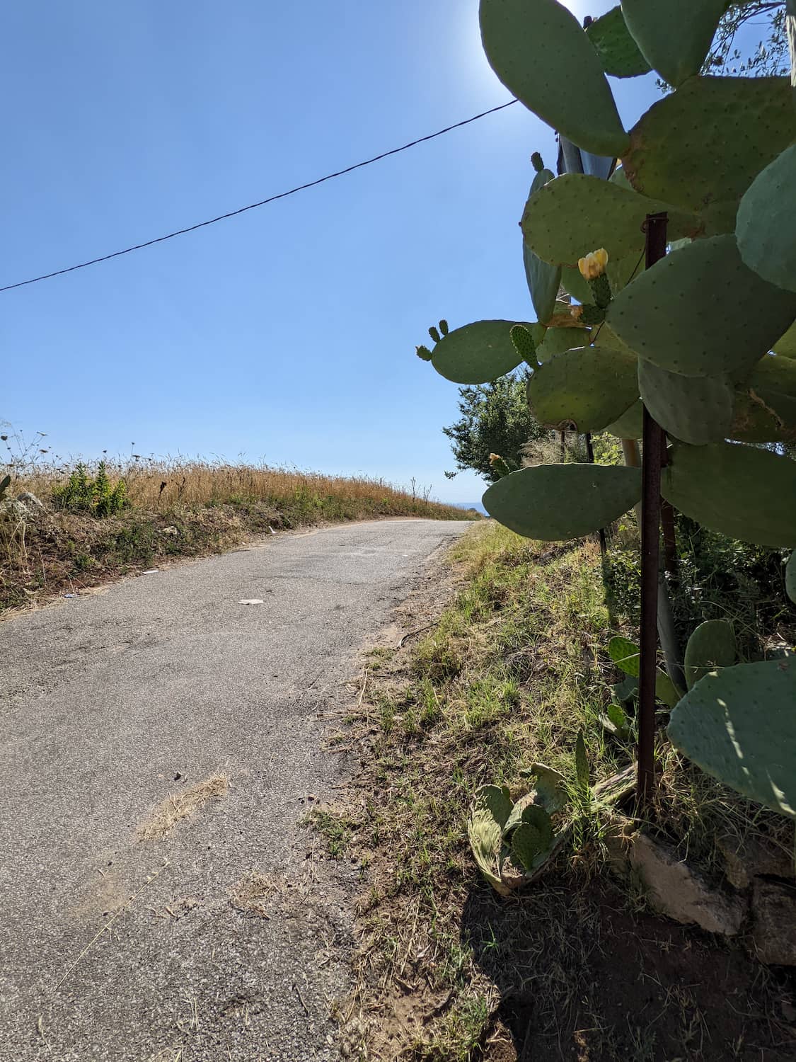 Road with prickly pear cacti and other vegetation growing on either side
