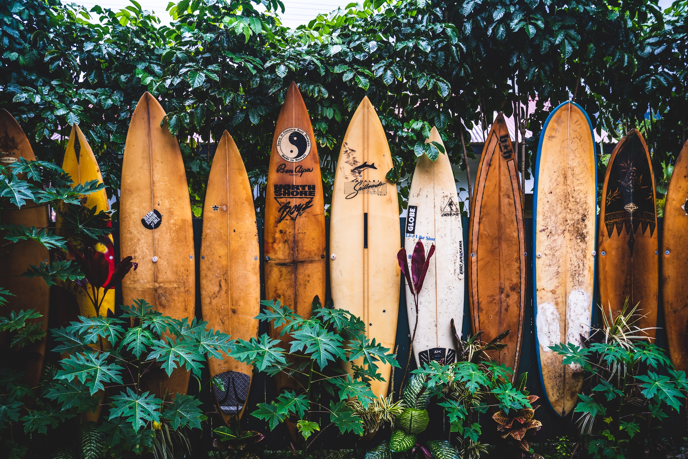 Row of surfboards in Oahu, Hawaii