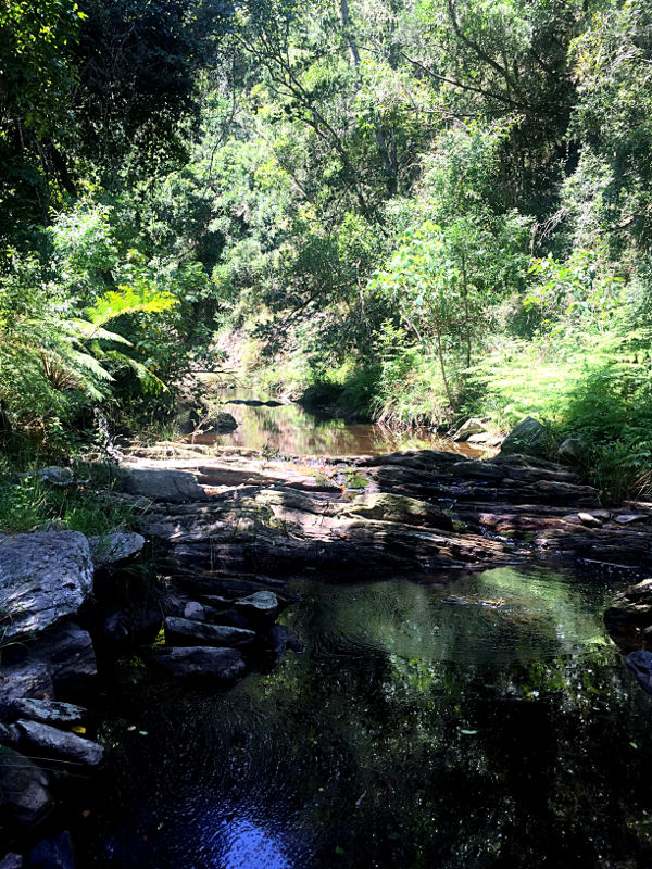Wilderness Forest Pools