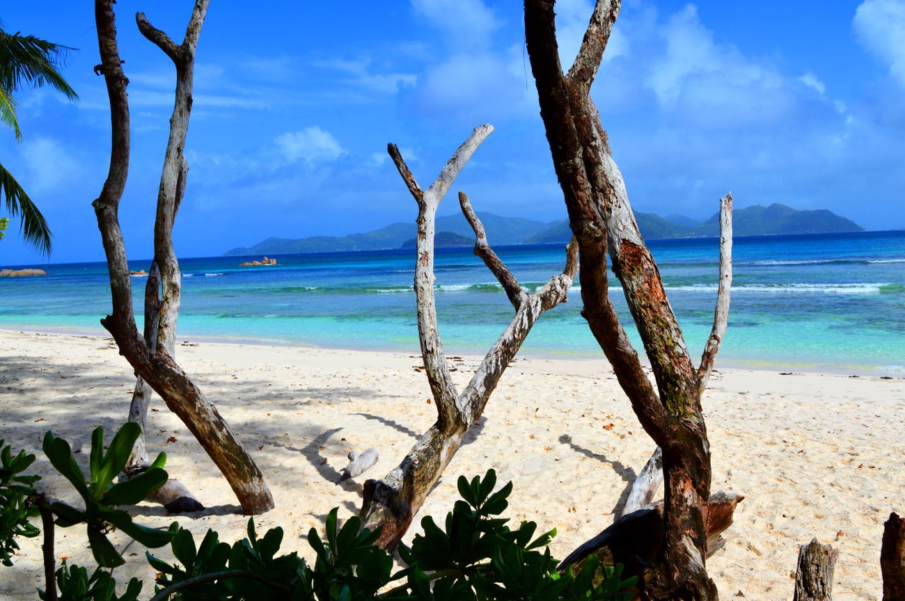 Old trees on La Digue