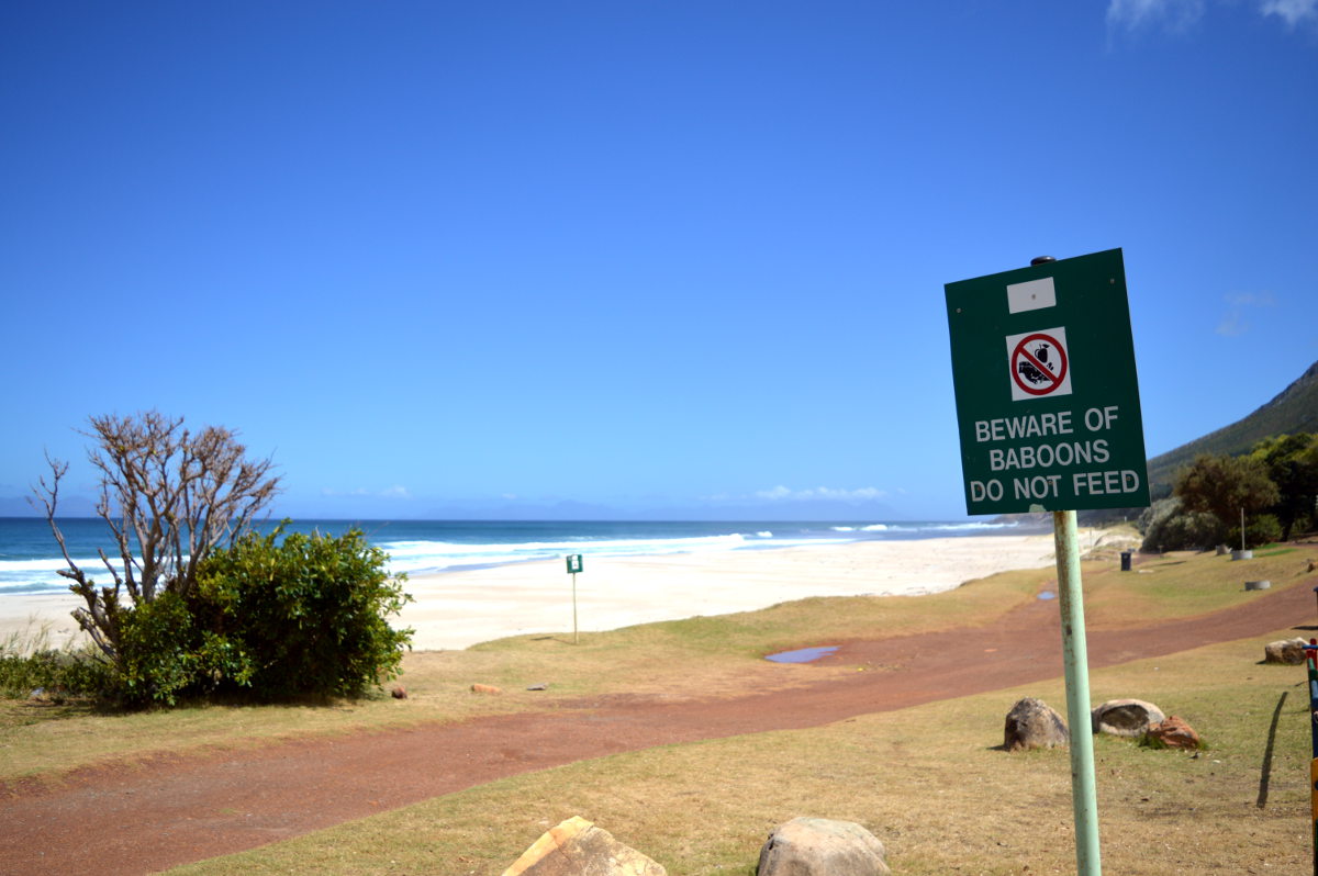 Baboons on the Beach - Beware!!!