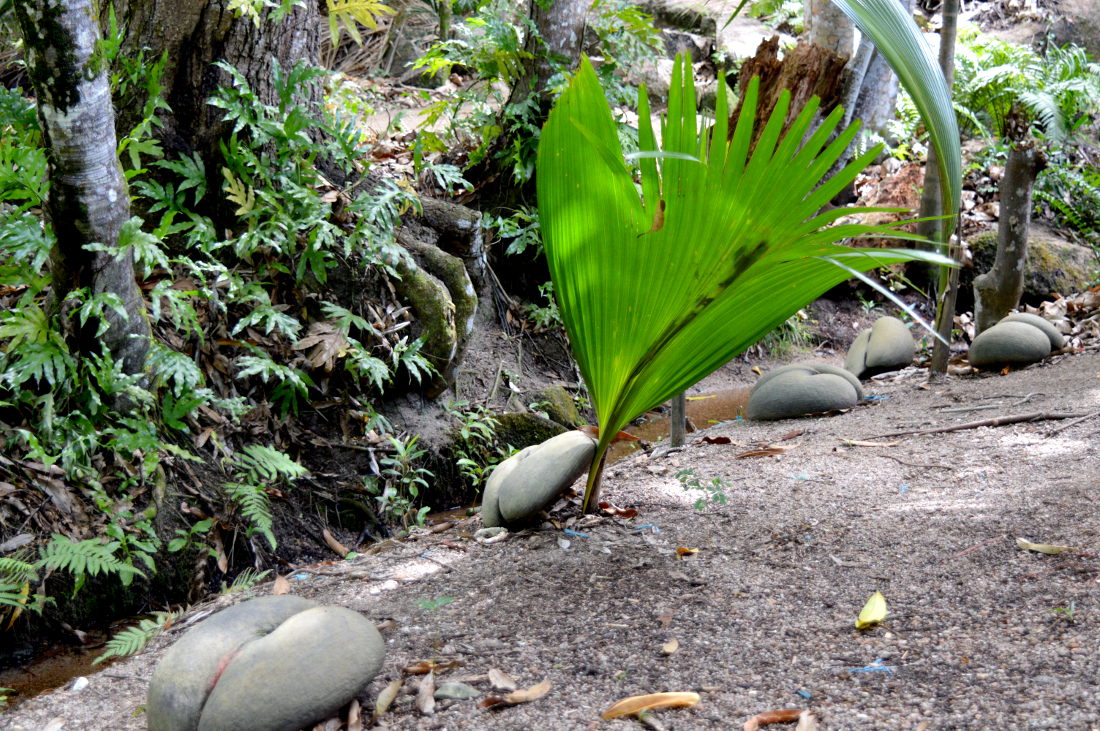 Coco De Mer Coconuts