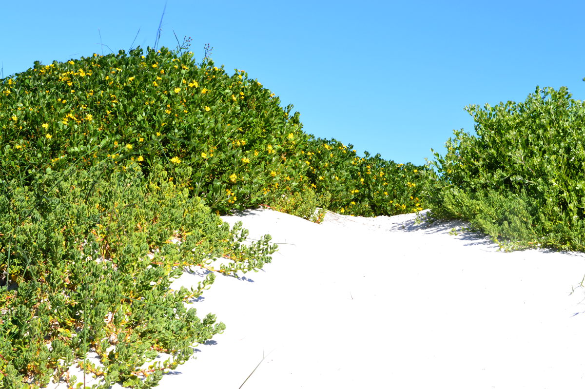 Flowers on the dunes