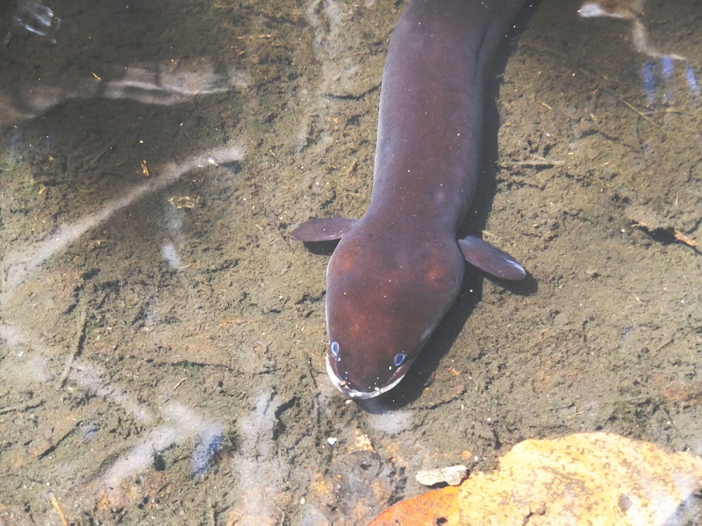 Blue-Eyed Eel