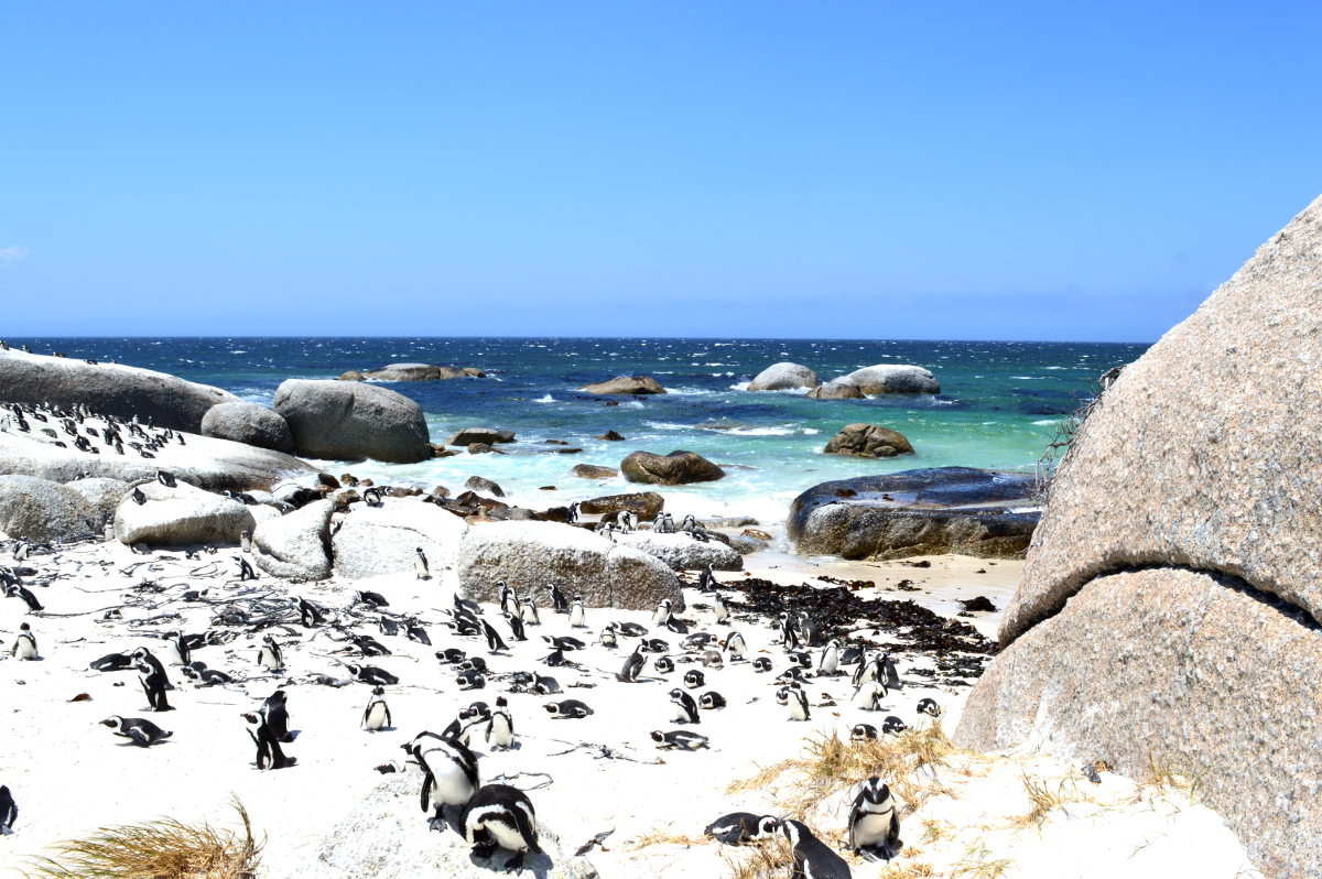 The most incredible of all Cape Town attractions; including that famous beach where penguins play and swim with beachgoers.