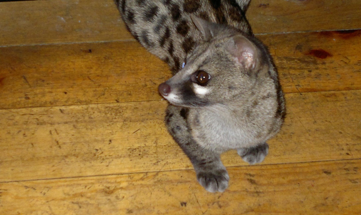 Civet at The Girls