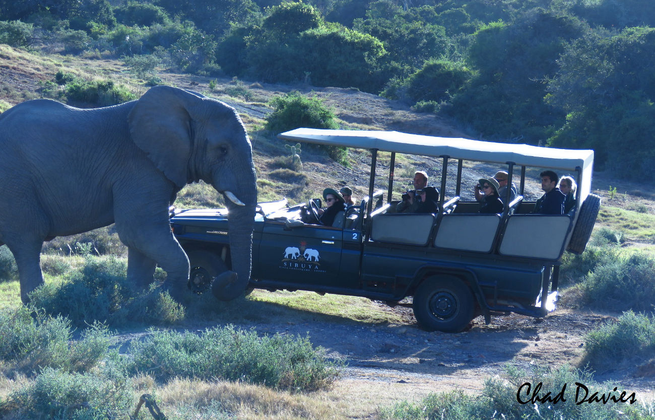 Safari - Eastern Cape, South Africa