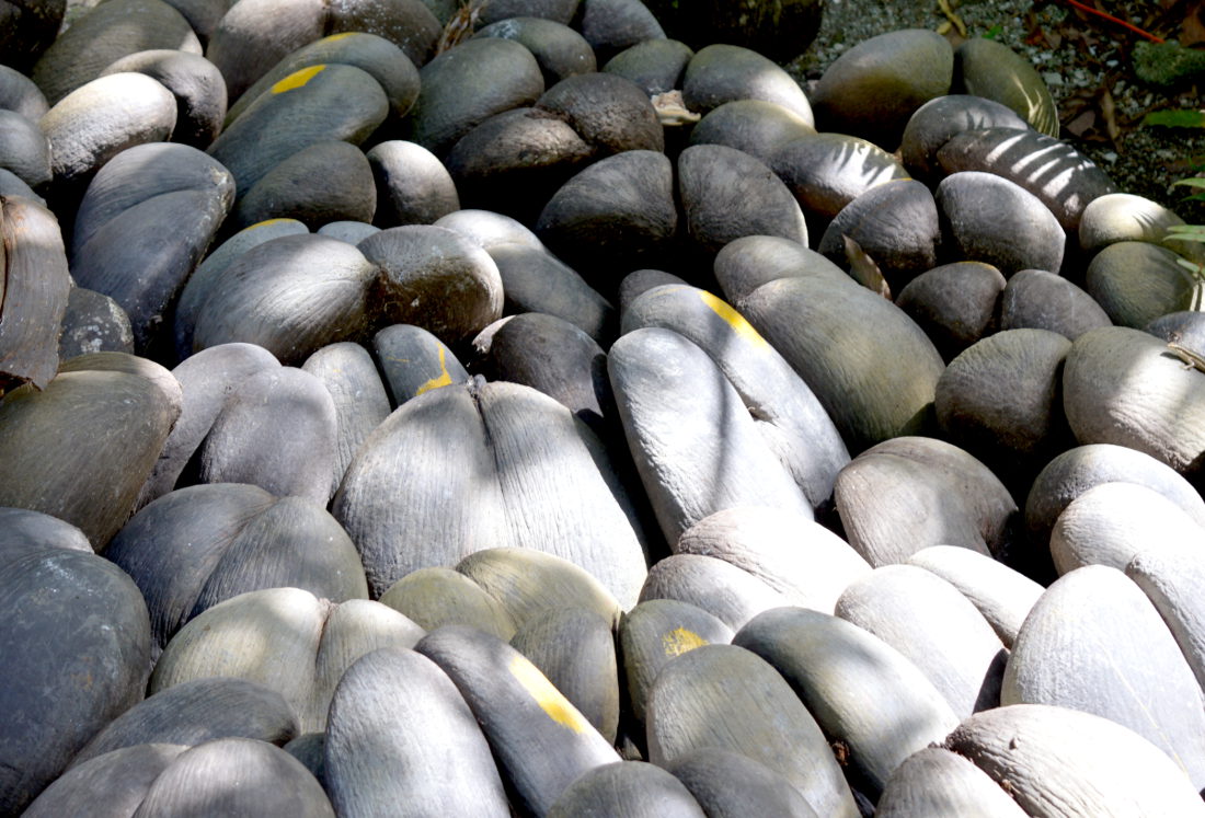 Coco de Mer Coconuts