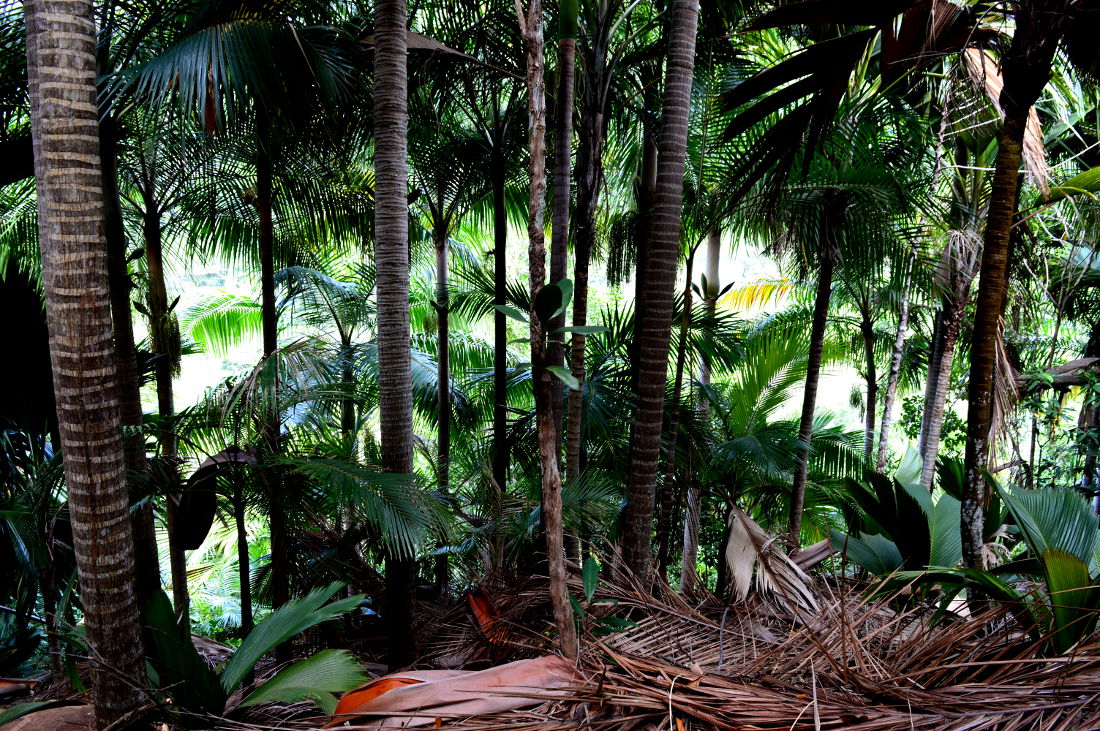 Palm Tree Forest