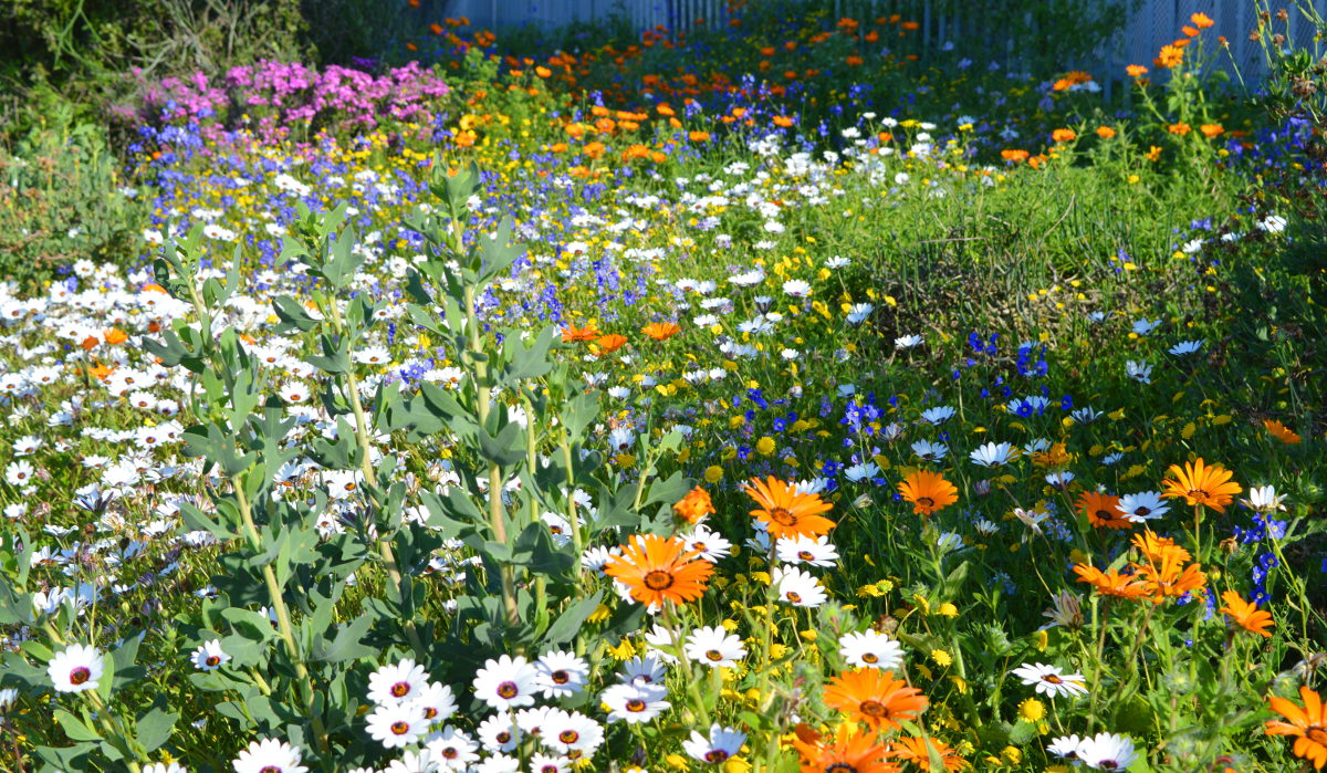 Wild Flowersin Langebaan near Paradise Beach