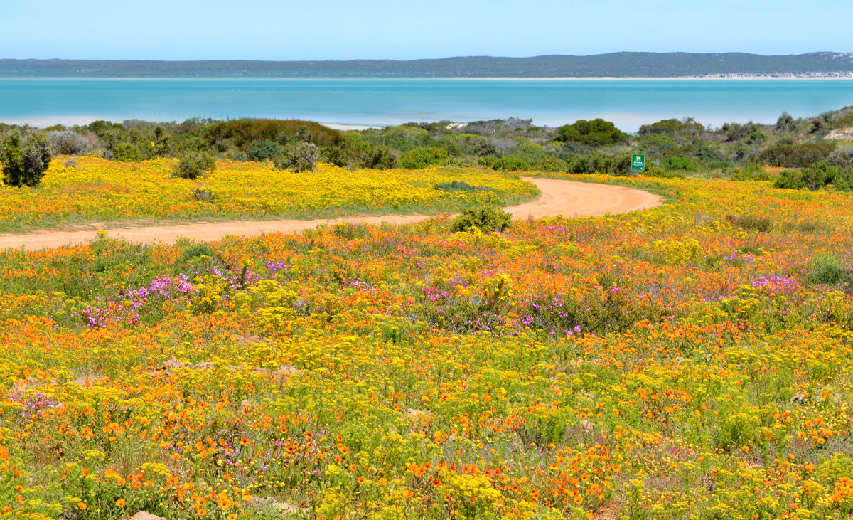 Flowers in the West Coast National Park