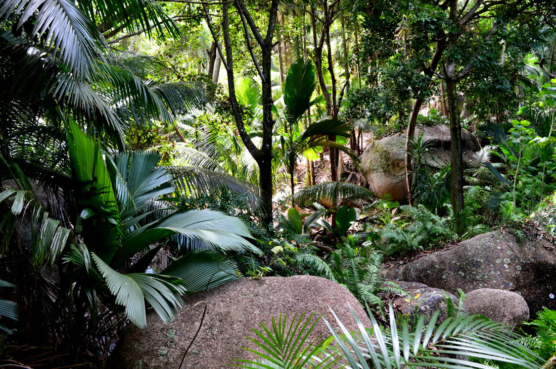 Forest on Praslin, Seychelles