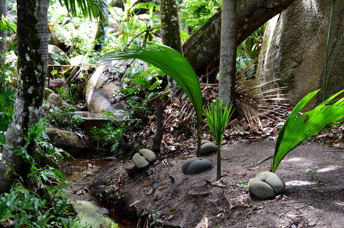 Coco de Mer growing on Praslin