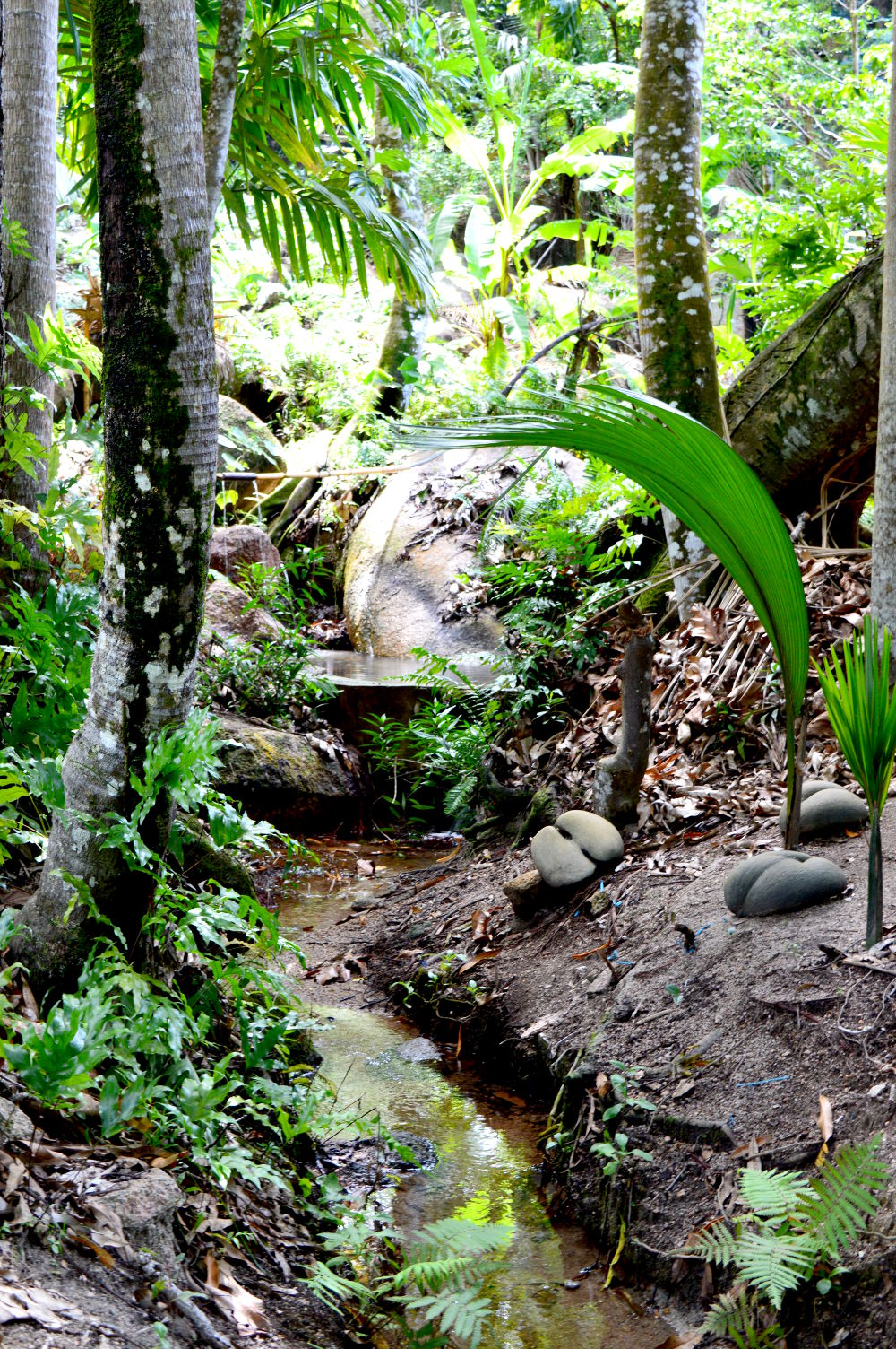 Fond Ferdinand - Reiseinfos rundum Praslin (Seychellen