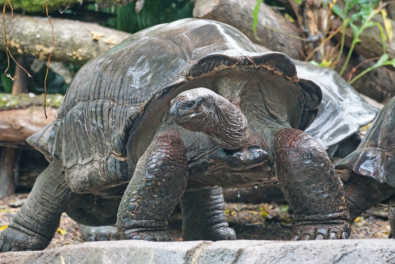 Really old and big tortoise