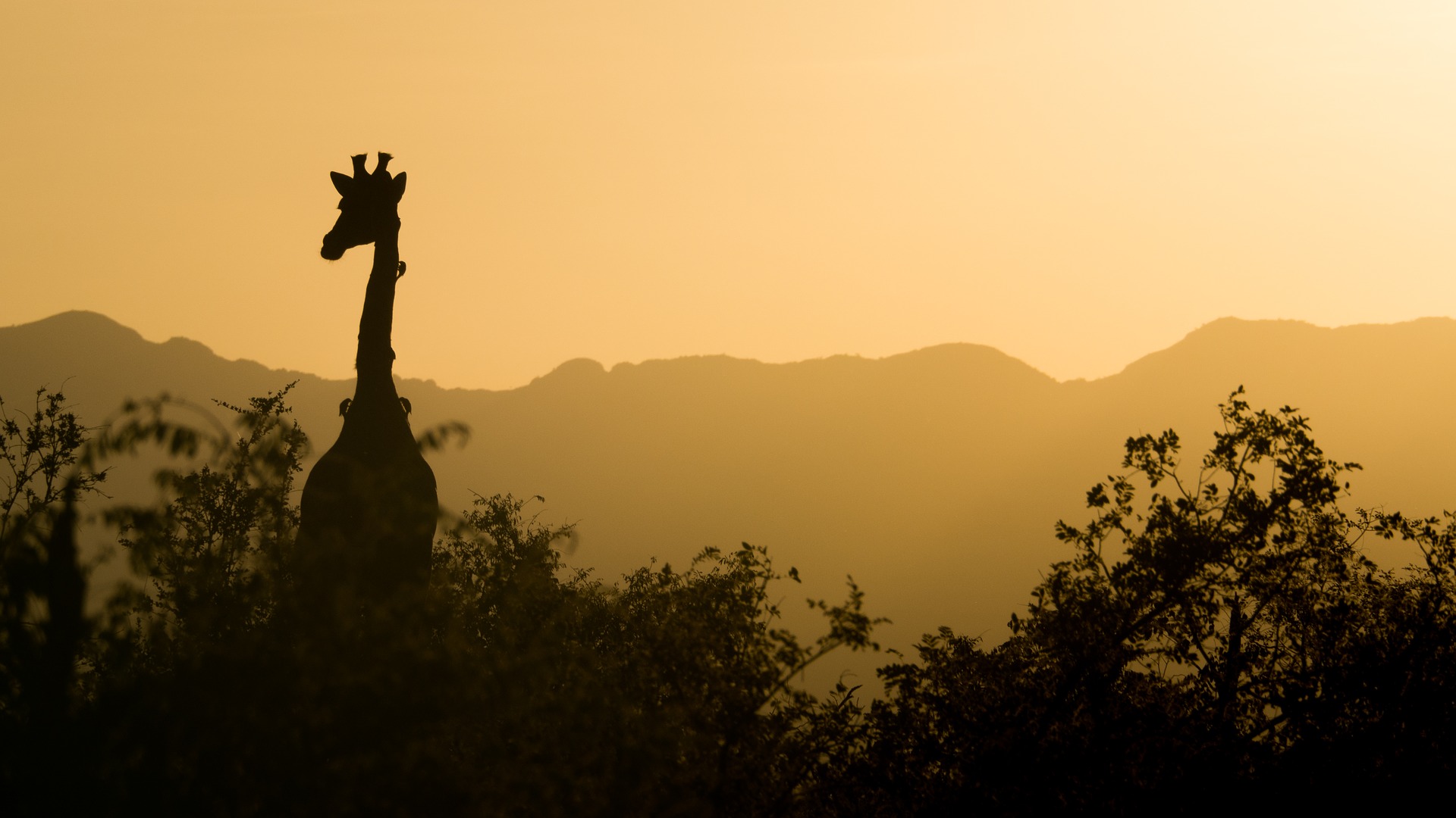 Giraffe in Africa