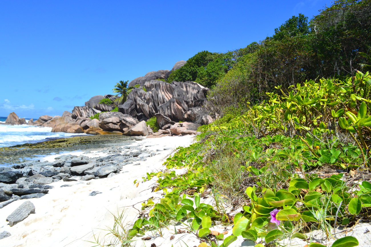 Flowers in the eychelles
