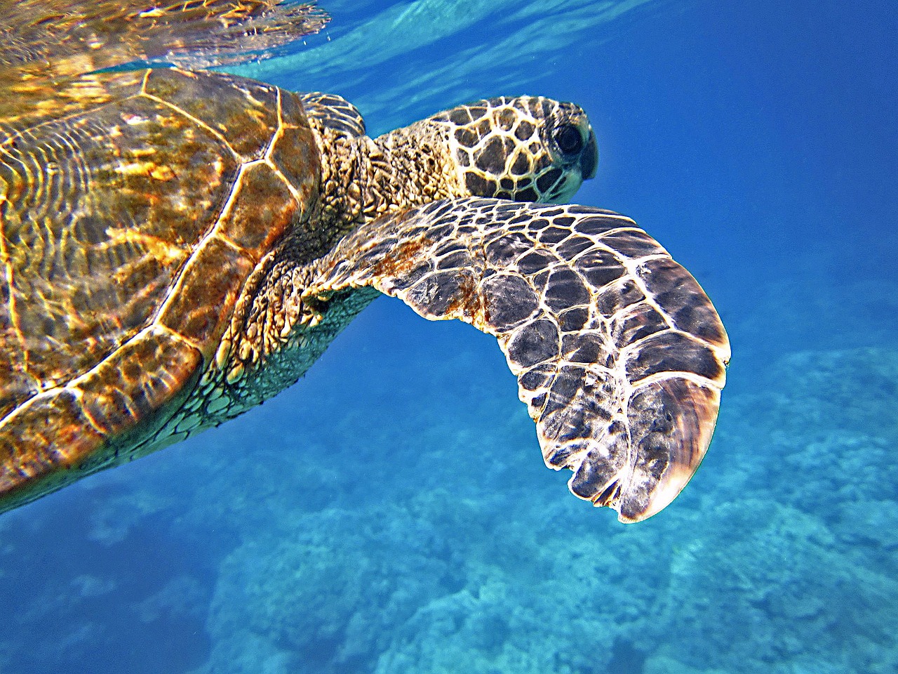 Turtle in the Seychelles