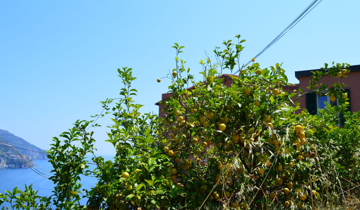 Lemon Trees in Corniglia