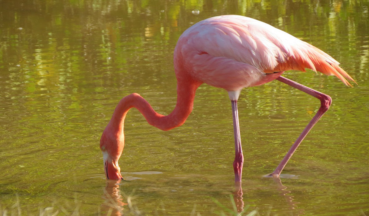 Lesser Flamingo