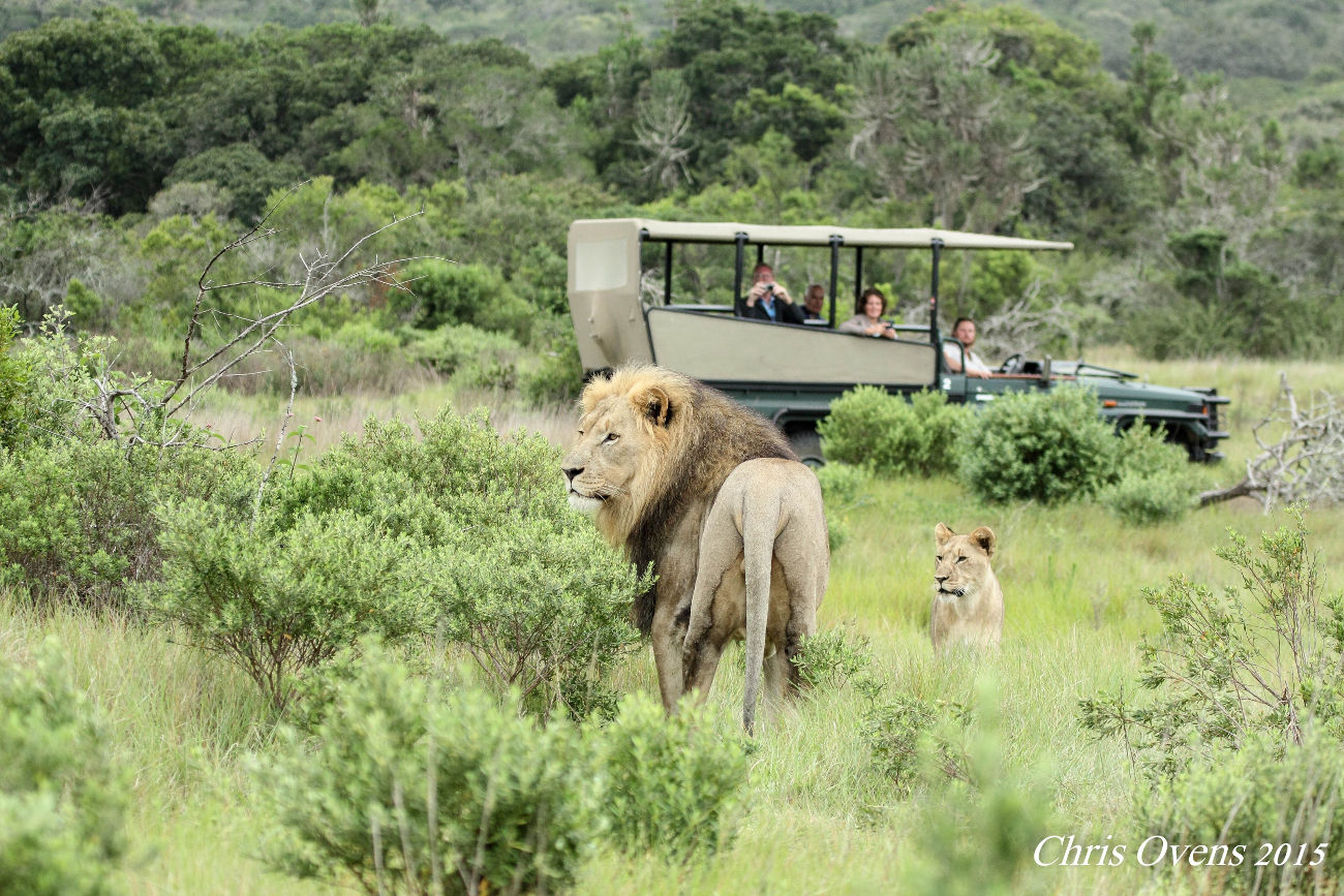 Lions on a Game Drive