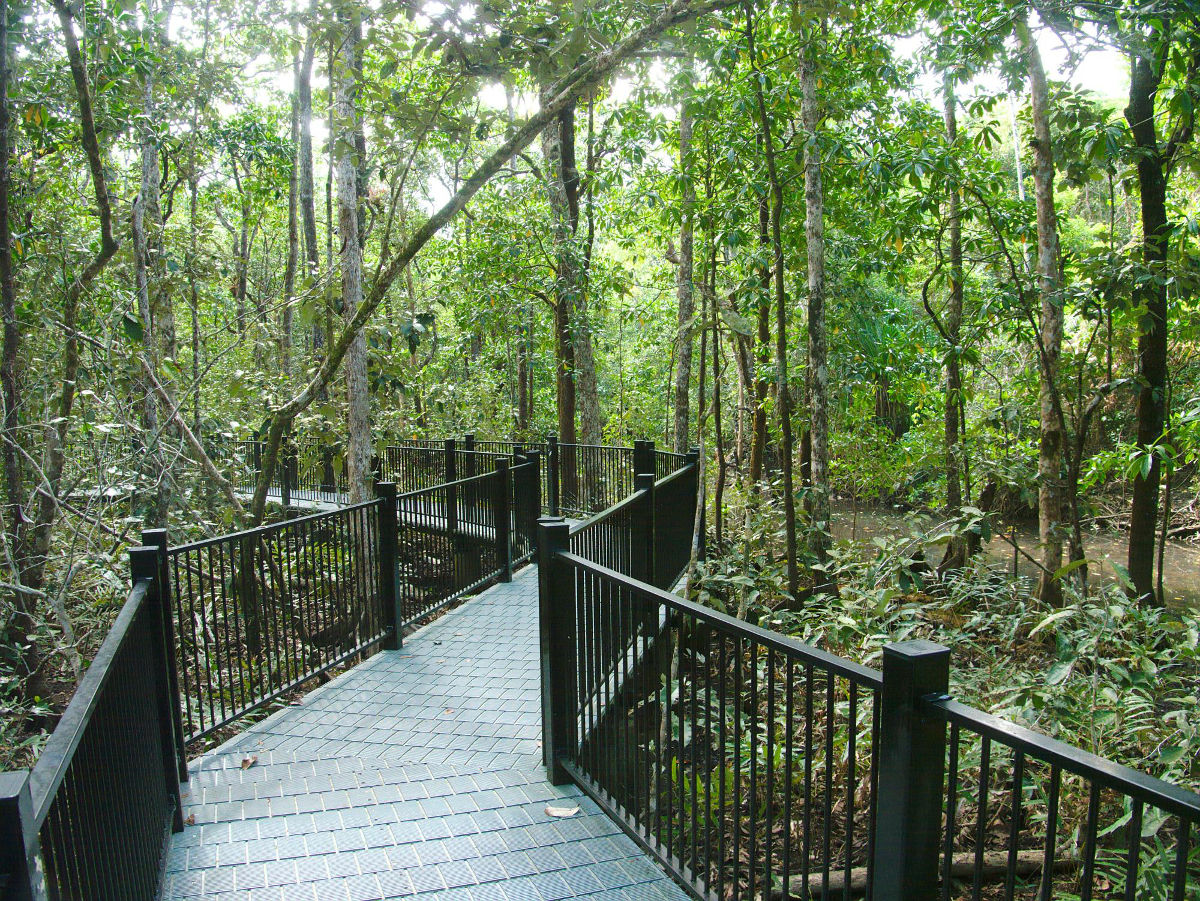 Walk through the Mangroves