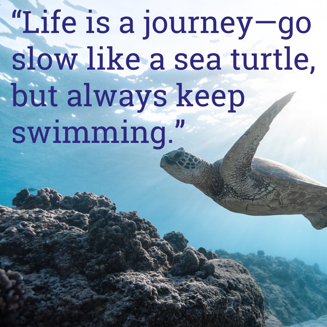 Ocean quote next to an image of a turtle swimming