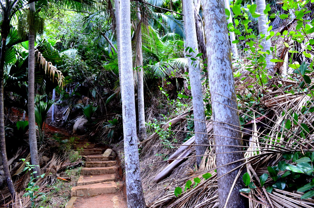 Pathway in a Tropical Forest