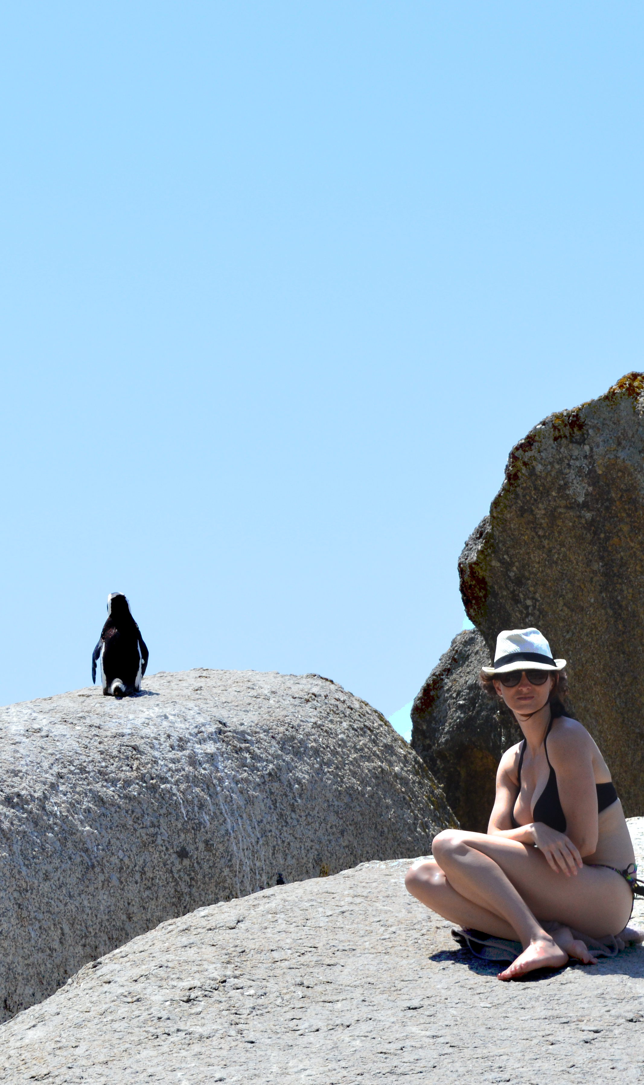 Penguin on Boulders