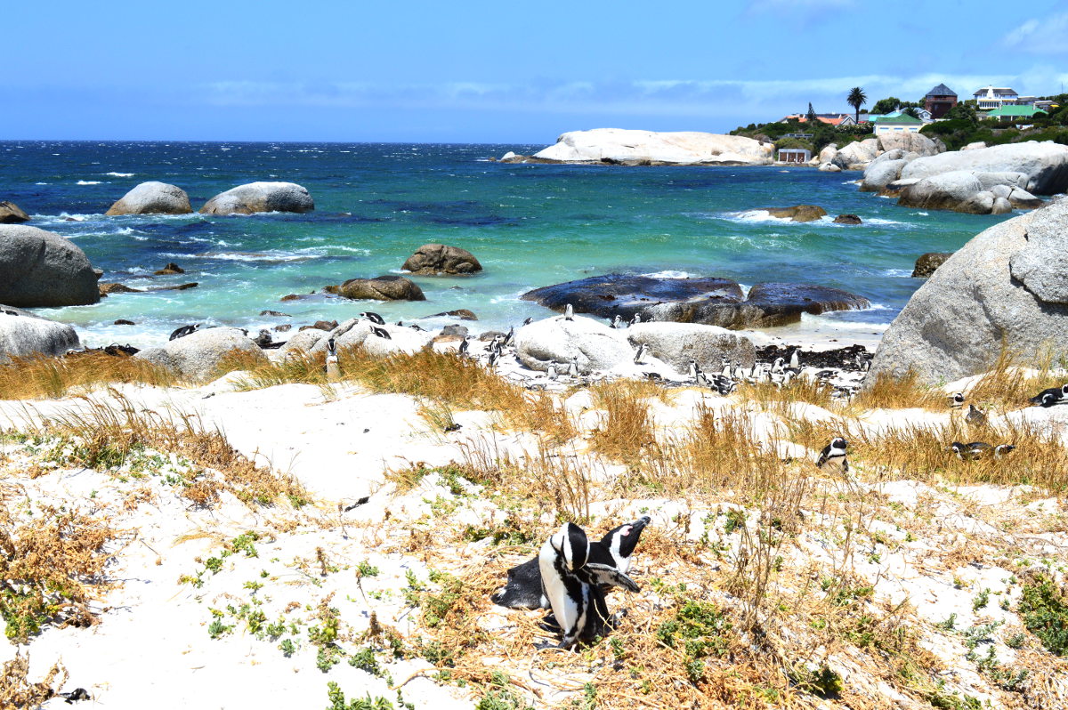 Cape Dune Vegatation