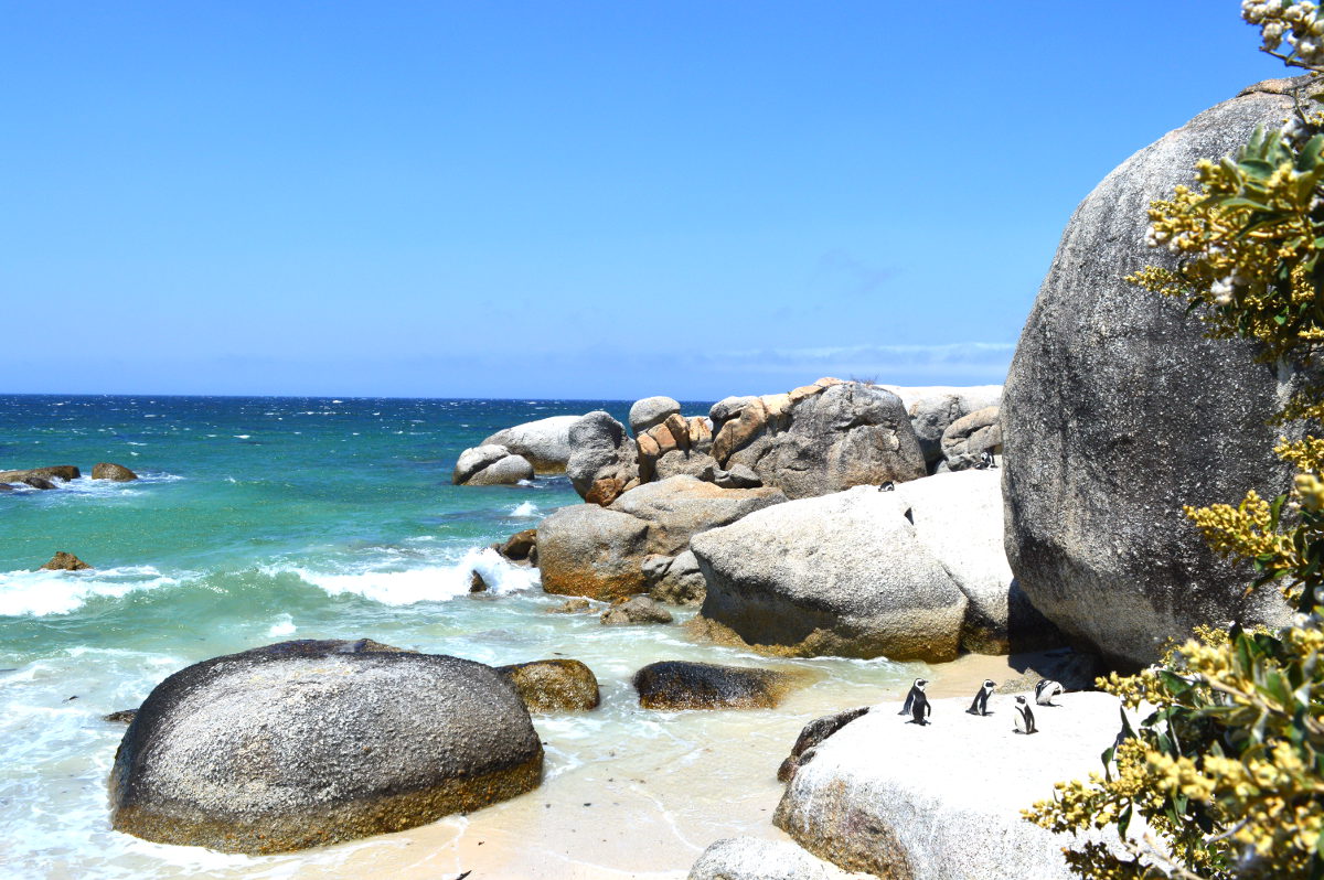 penguins-on-the-rocks-boulders-beach.jpg