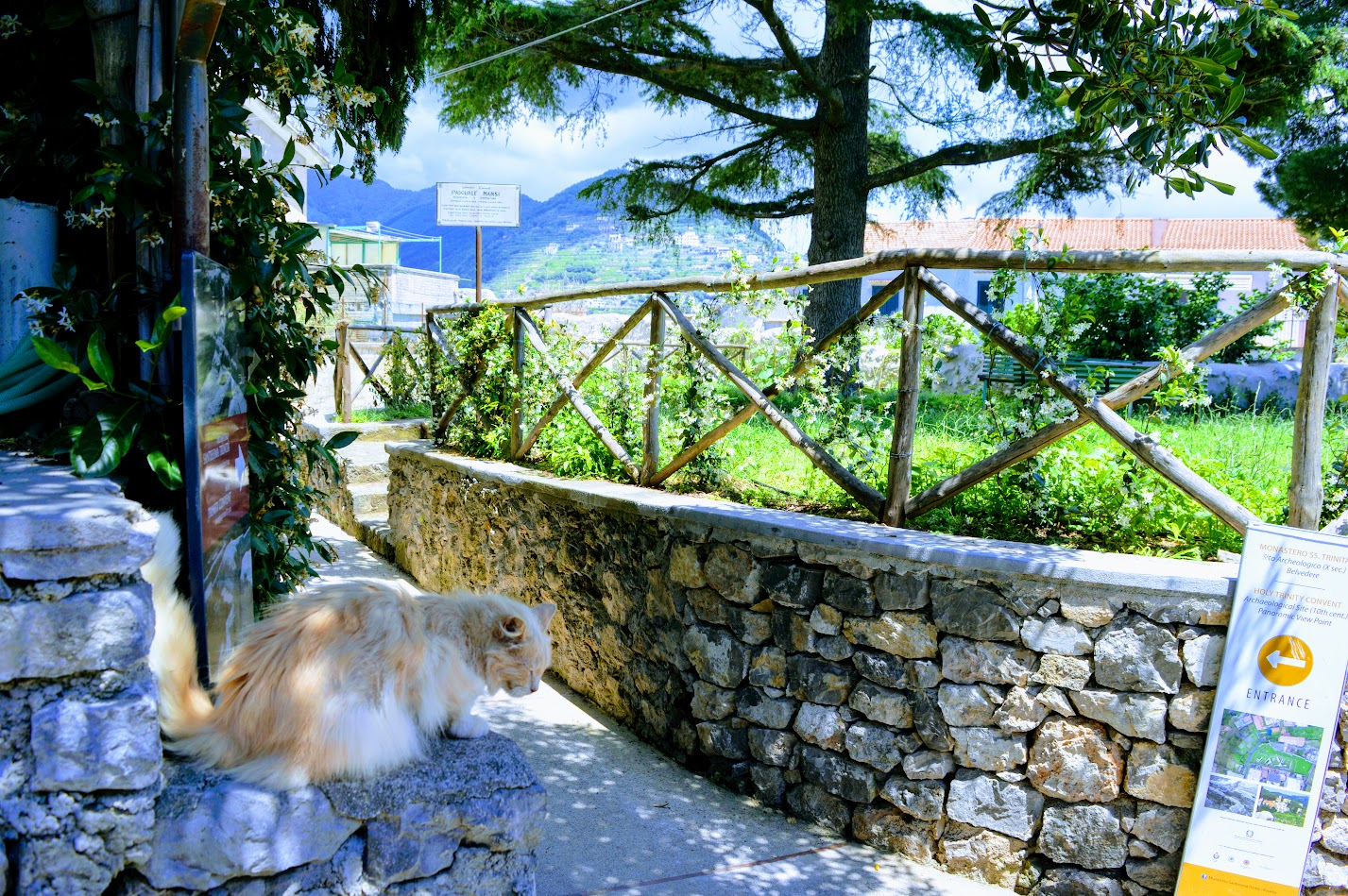 Cat in Ravello