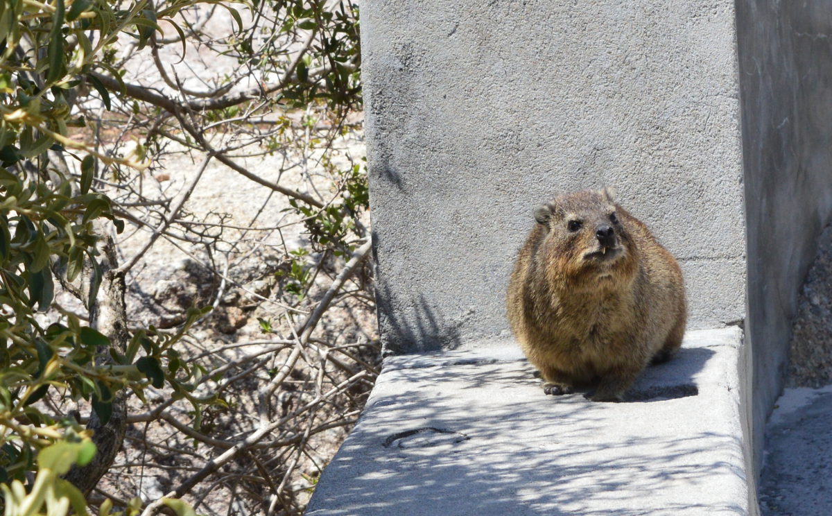 Rock Hyrax