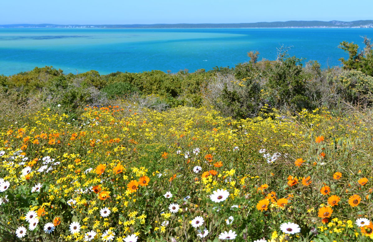 West Coast Wild Flowers