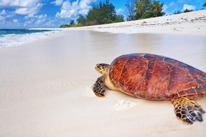 Turtle on the Beach