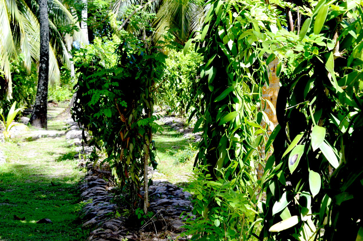 Vanilla Plantation