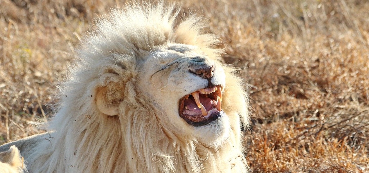 White Lion at Inkwenkwezi Game Reserve