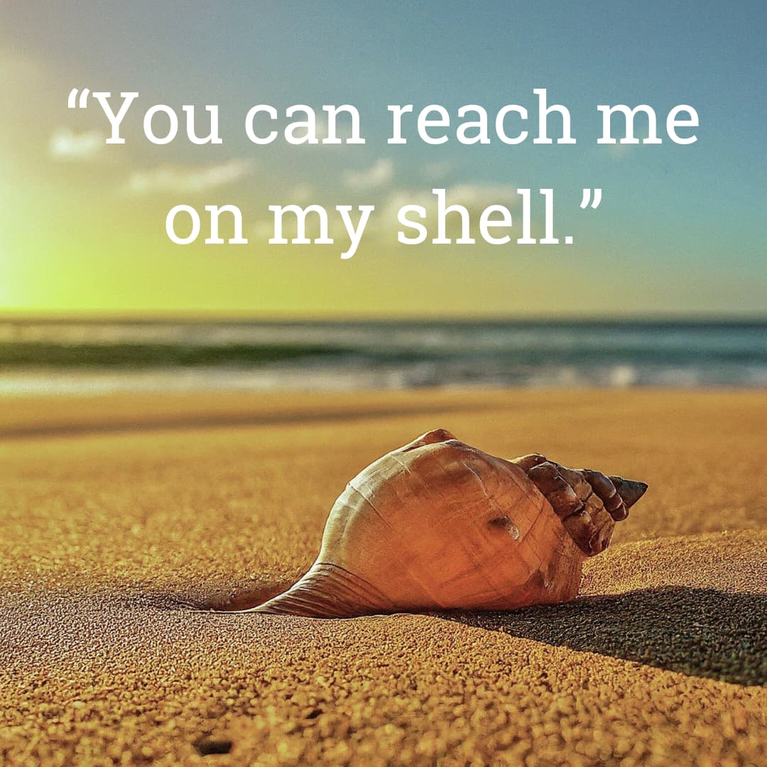 Sea conch on the beach